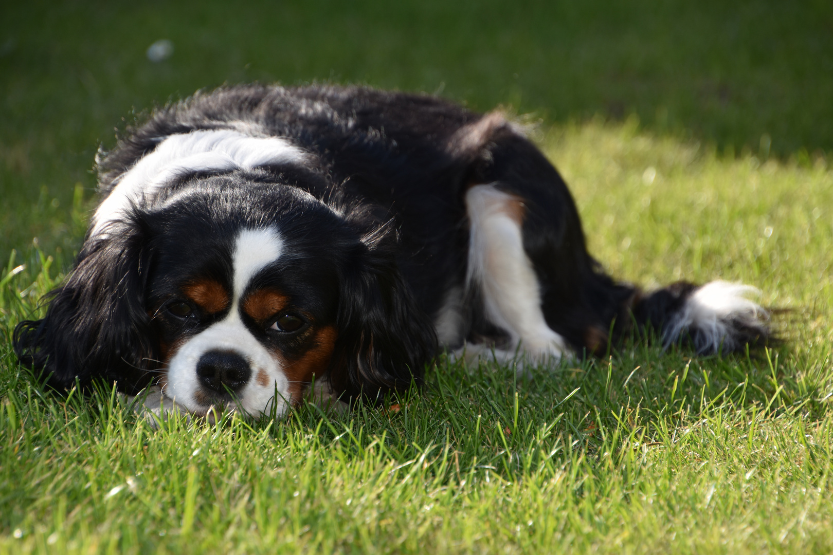 *Cavalier King Charles Spaniel* Foto & Bild | tiere, haustiere, hunde