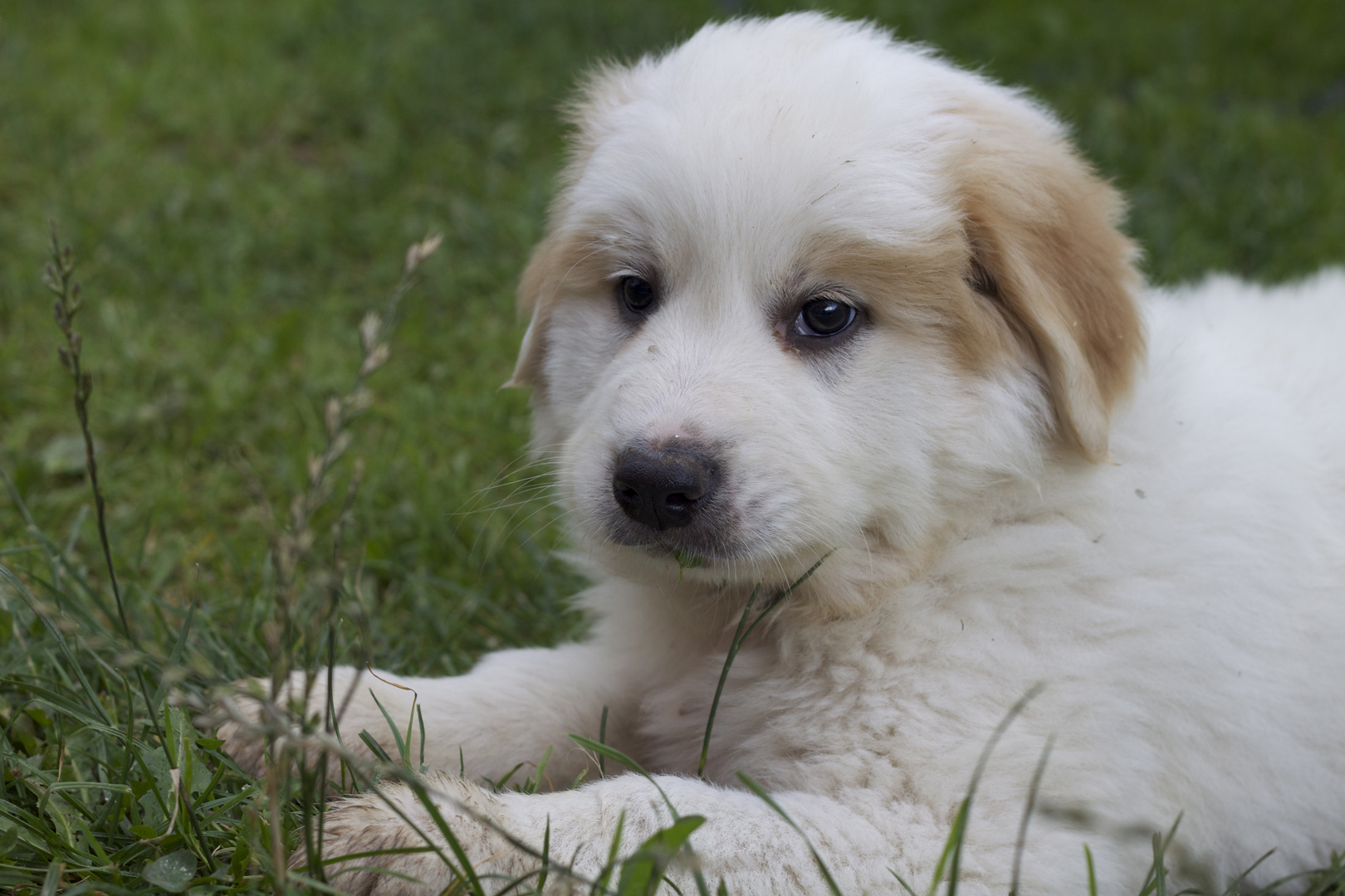 Chien Berger Patou photo et image | animaux, animaux Chien Berger Patou photo et image | animaux, animaux