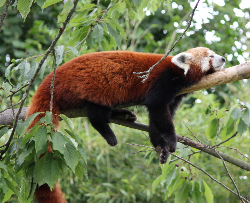 chillen Foto & Bild tiere, zoo, wildpark & falknerei, säugetiere