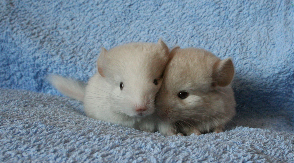 Chinchilla Babys Foto & Bild | tiere, haustiere, nagetiere & kaninchen