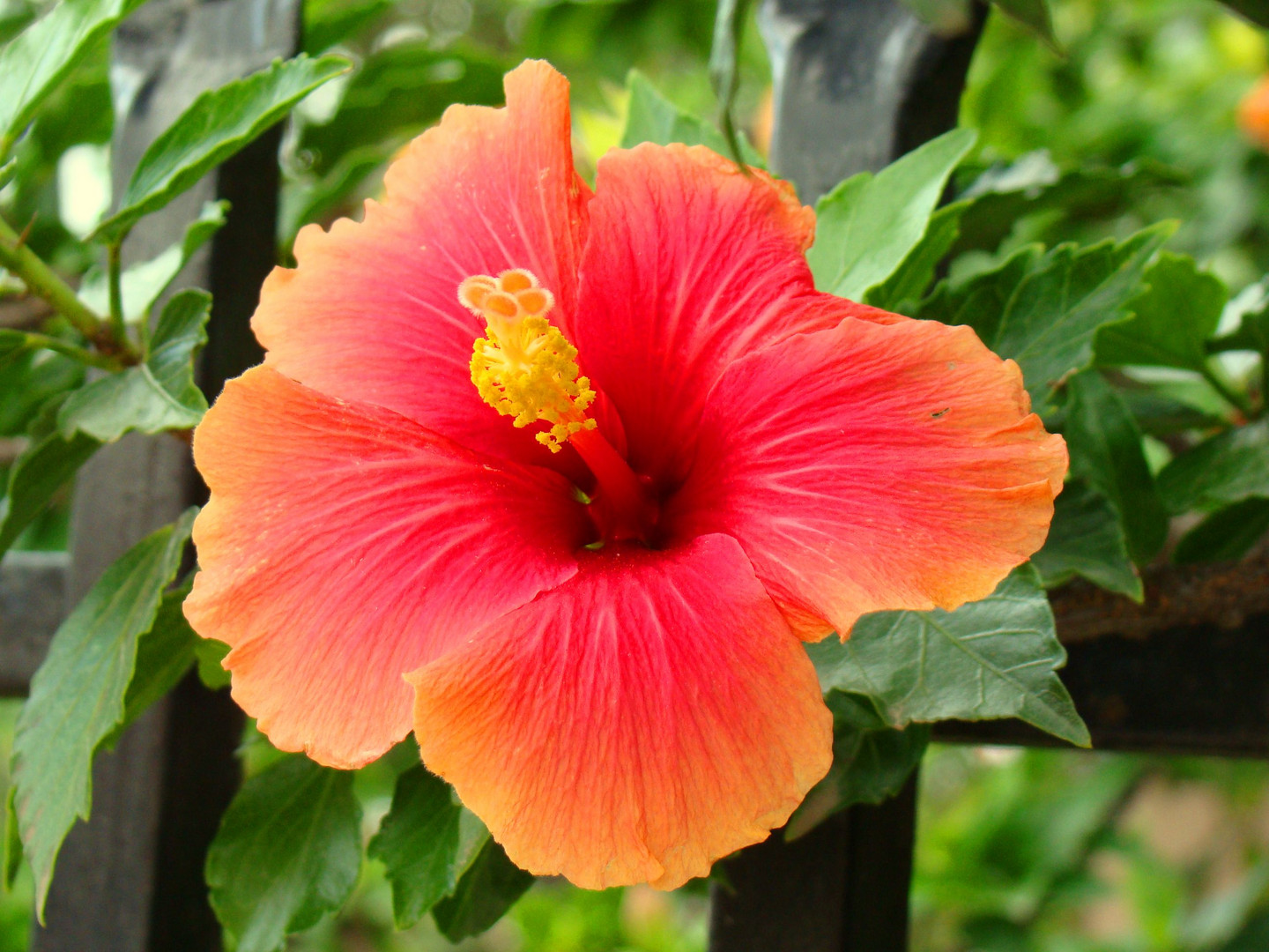 Clavel bicolor Imagen & Foto plantas, flores, nature Fotos de