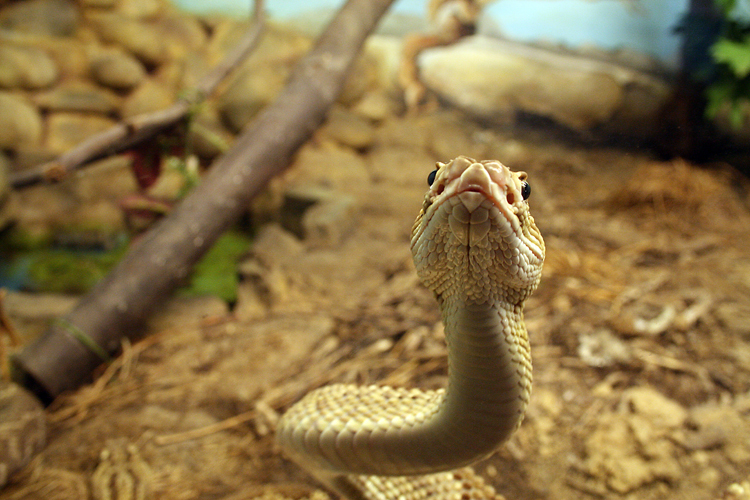 Crotalus (Crotalo Serpente a sonagli) Foto