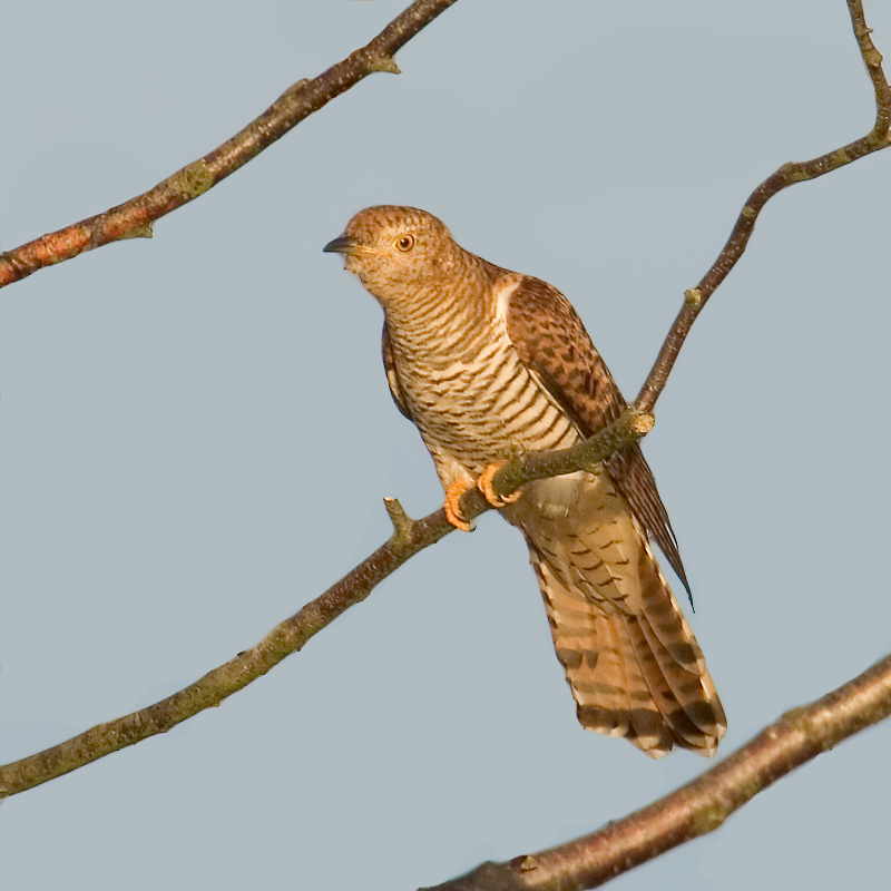 Cuculus canorus, braune Morphe... Foto & Bild tiere, wildlife, wild
