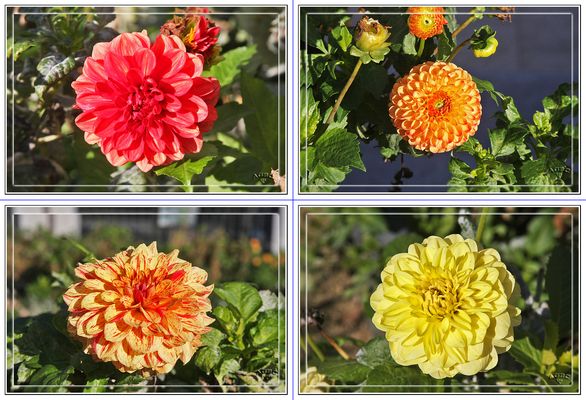Dalias en el Parque Dalieda de San Francisco (Madrid) MiniKM3.5