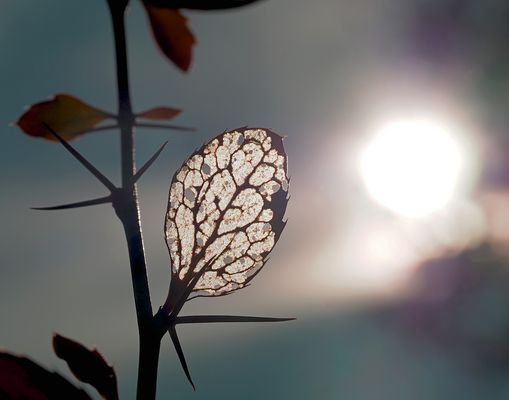 Das Blatt geniesst noch die letzten Sonnenstrahlen, es hat schon viel erlebt… - Poésie d'automne!