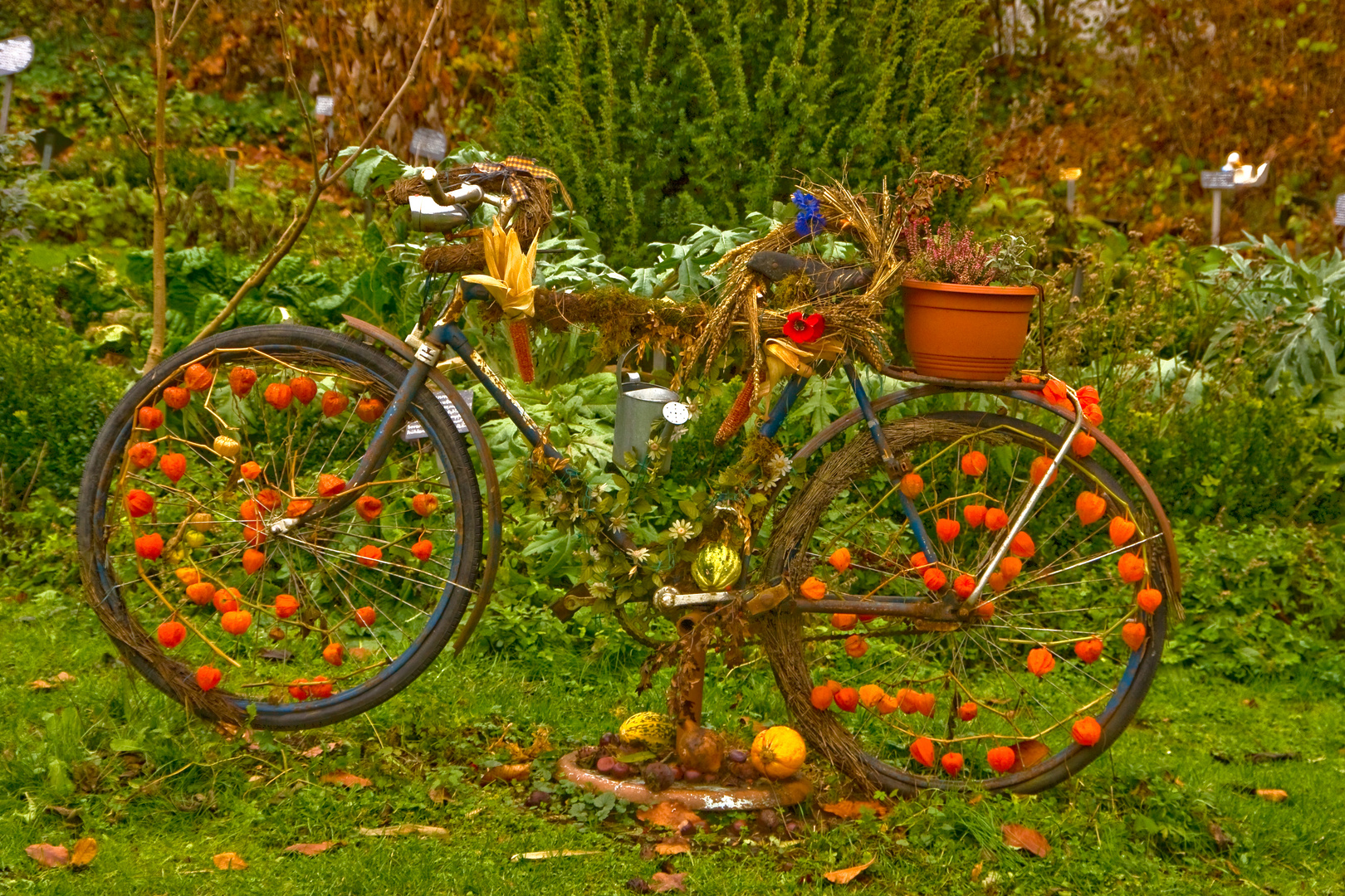 Das DekoFahrrad am Kräutergarten ist herbstlich dekoriert