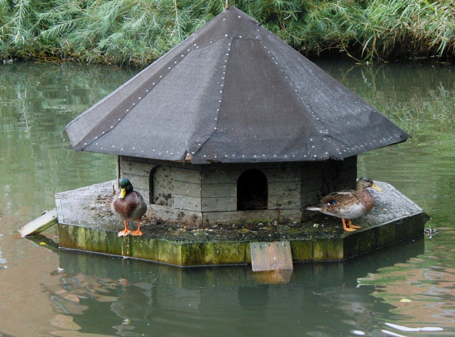 Das Entenhaus Foto & Bild tiere, tierdetails, wasser Bilder auf