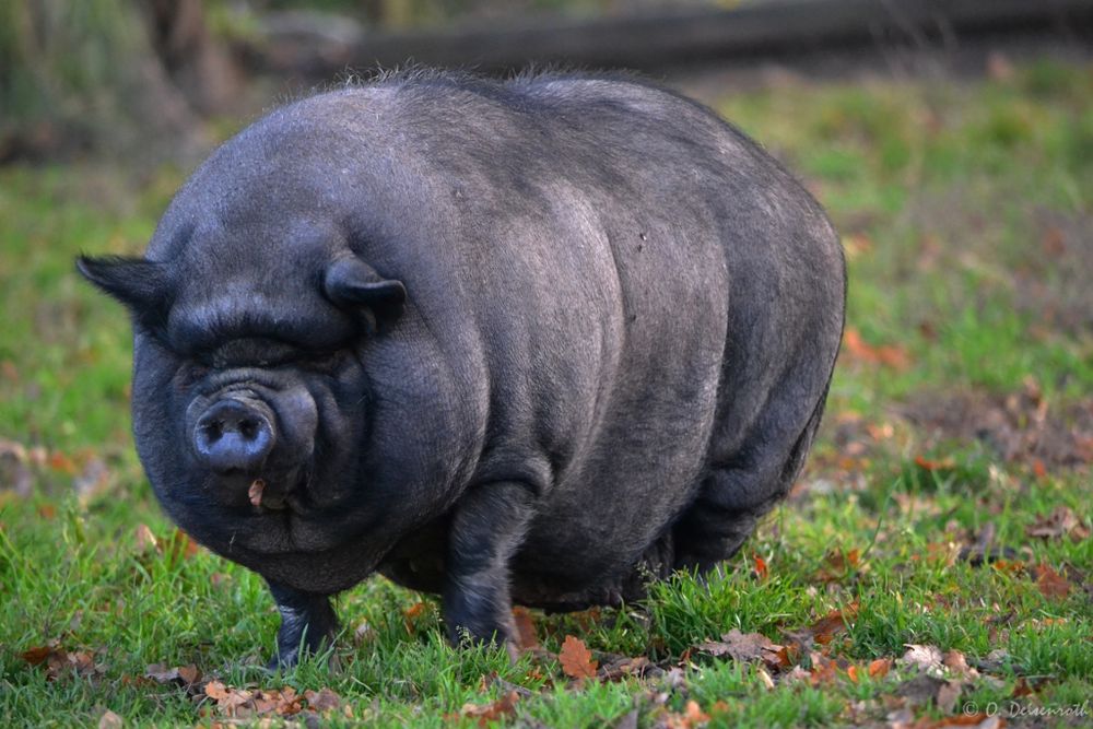 Das Hängebauchschwein Foto &amp; Bild | Natur, Pflanzenfresser u Schweine ...