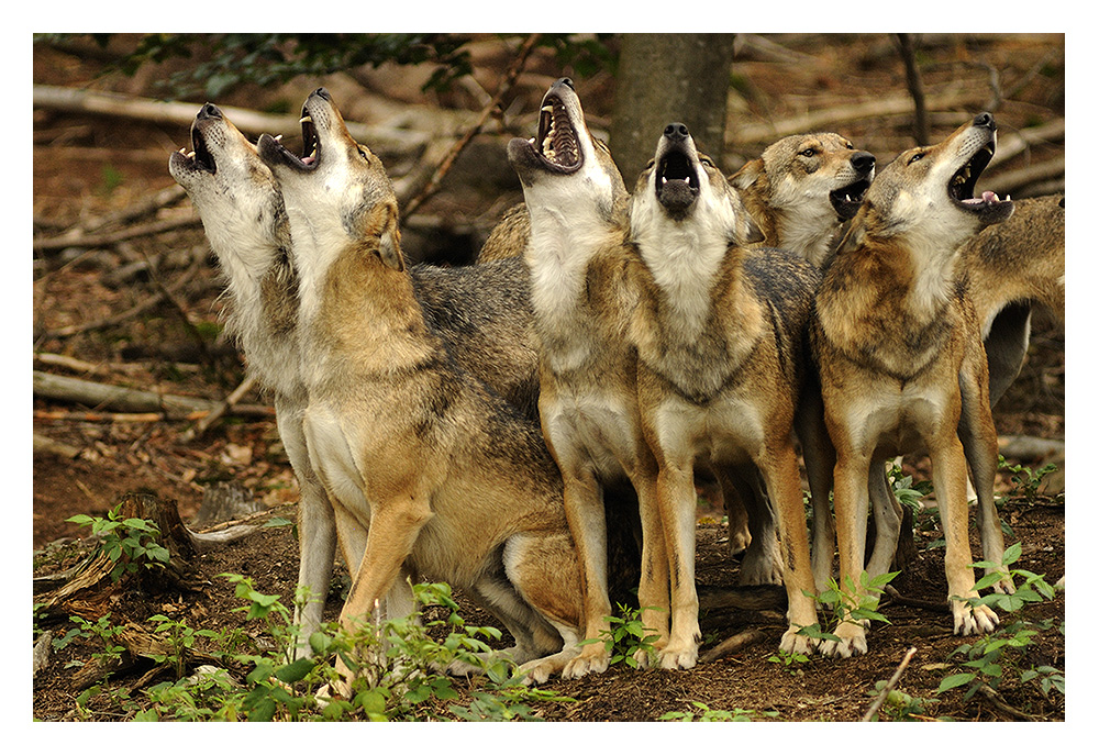 Das Heulen der Wölfe... Foto & Bild tiere, zoo, wildpark & falknerei