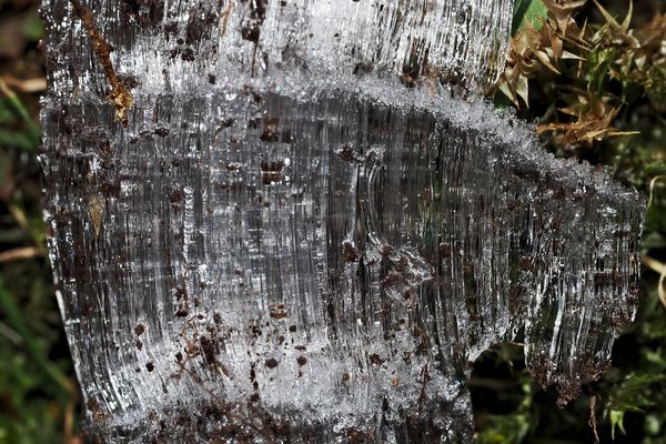 Das seltene Kammeis, das aus dem Boden herauswächst... - Aiguilles de glace, un phénomène rare.