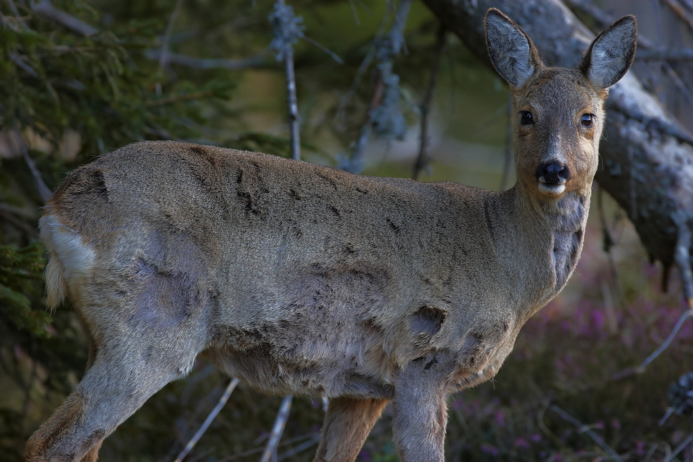 Das Winterfell Foto & Bild tiere, wildlife, säugetiere Bilder auf