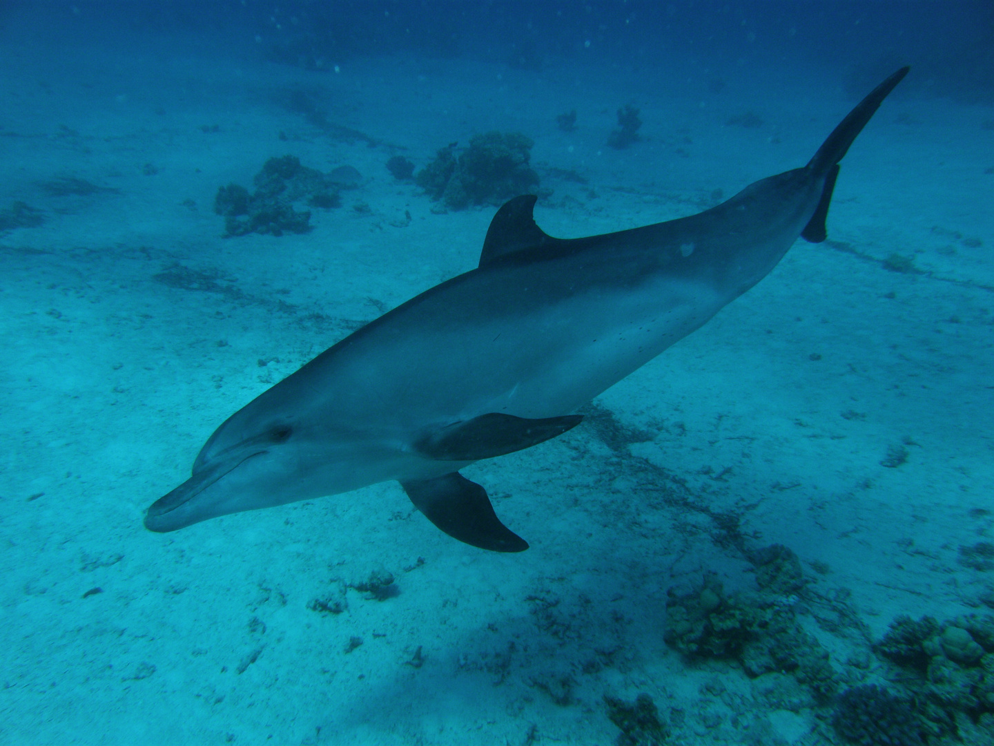 Delfin Foto & Bild | tiere, wildlife, säugetiere Bilder auf fotocommunity