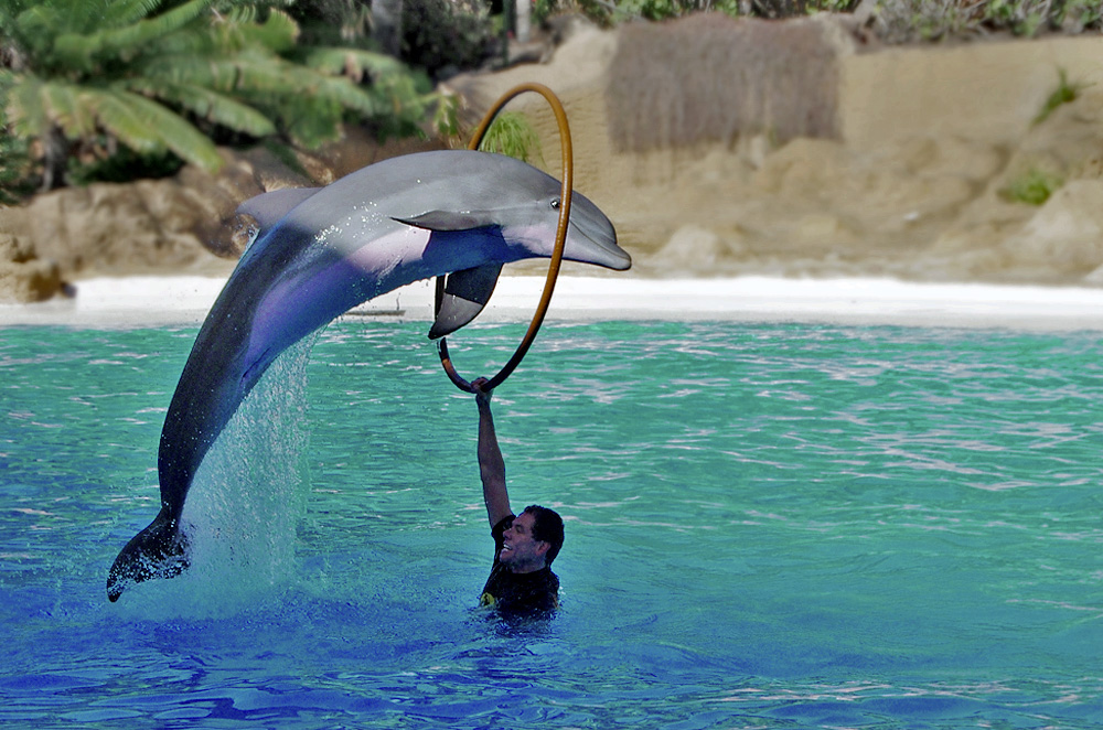 Delfin Show Delfin Show
