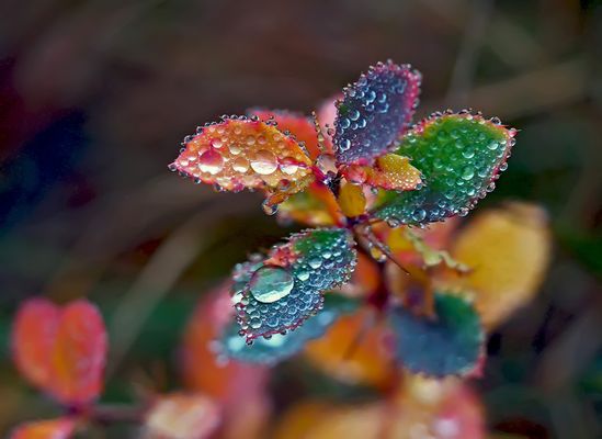 Dem Zauber der Natur sind keine Grenzen gesetzt! - Les merveilles de la nature n'ont pas de limite!