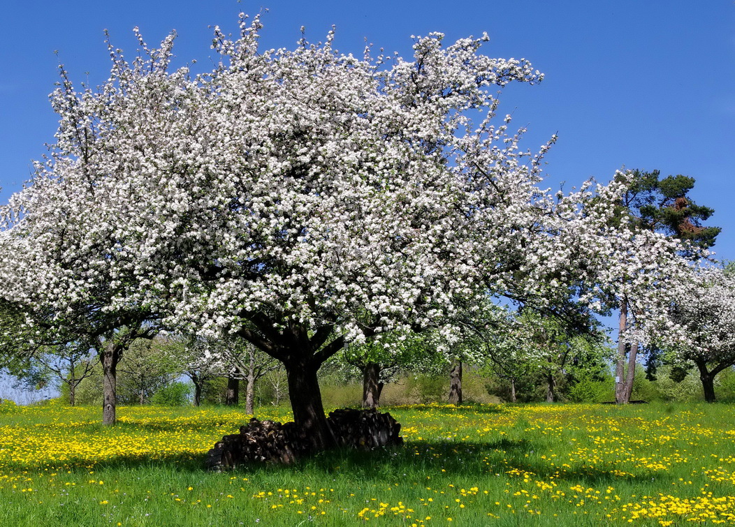 Der alte Apfelbaum Foto & Bild jahreszeiten, frühling, natur Bilder