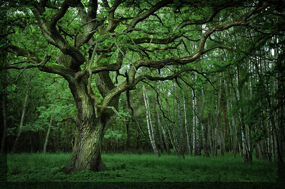 Der alte Baum Foto & Bild landschaft, wald, natur Bilder auf