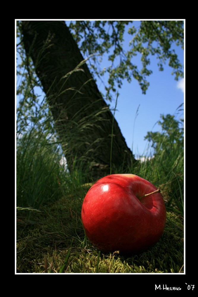 Der Apfel fällt nicht weit vom Stamm Foto & Bild archiv projekte naturchannel, naturprojekte