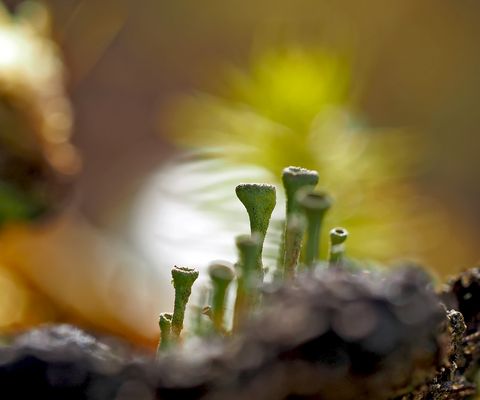 Der bezaubernde Mini-Wald! - La mystique de la forêt invisible à l'oeil nu!