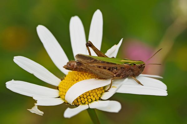 Der Bunte Grashüpfer (Omocestus viridulus) liebt schöne Blumen! - Elle aime les belles fleurs...