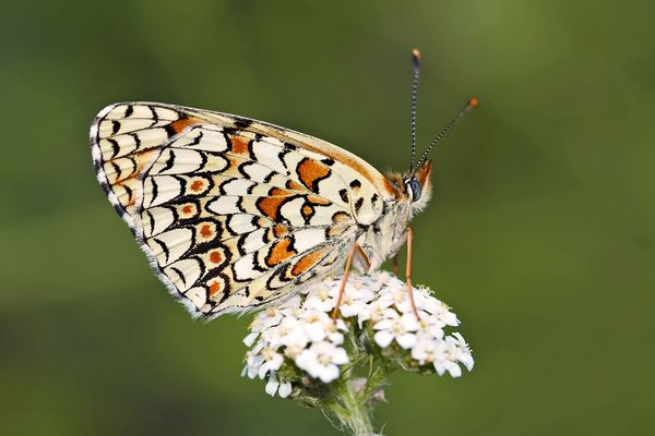 Der edle Flockenblumen-Scheckenfalter (Melitaea phoebe) - Le Grand Damier.