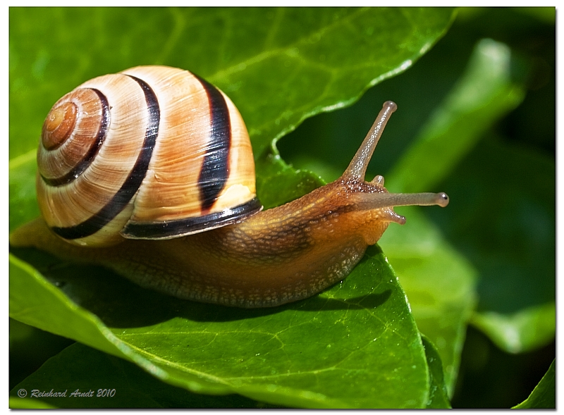 Der Feind in meinem Garten&hellip; (II) Foto &amp; Bild tiere
