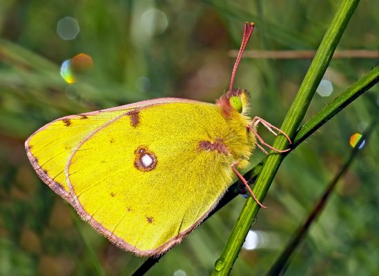 Der festlich bekleidete Postillon * ! - Un Souci (Colias croceus) qui ne donne pas de soucis!