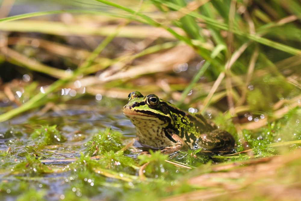 ...der Frosch in seinem Lebensraum... Foto & Bild tiere, wildlife, amphibien & reptilien