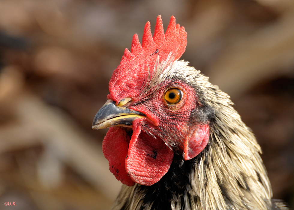 der Gockel Konstantin... Foto &amp; Bild | tiere, haustiere, nutztiere ...