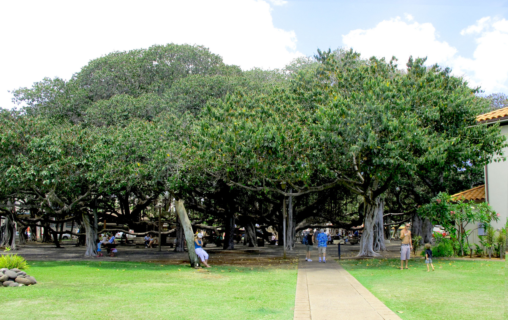 Der grösste Baum der USA, Banyan Tree auf Maui. Foto & Bild north