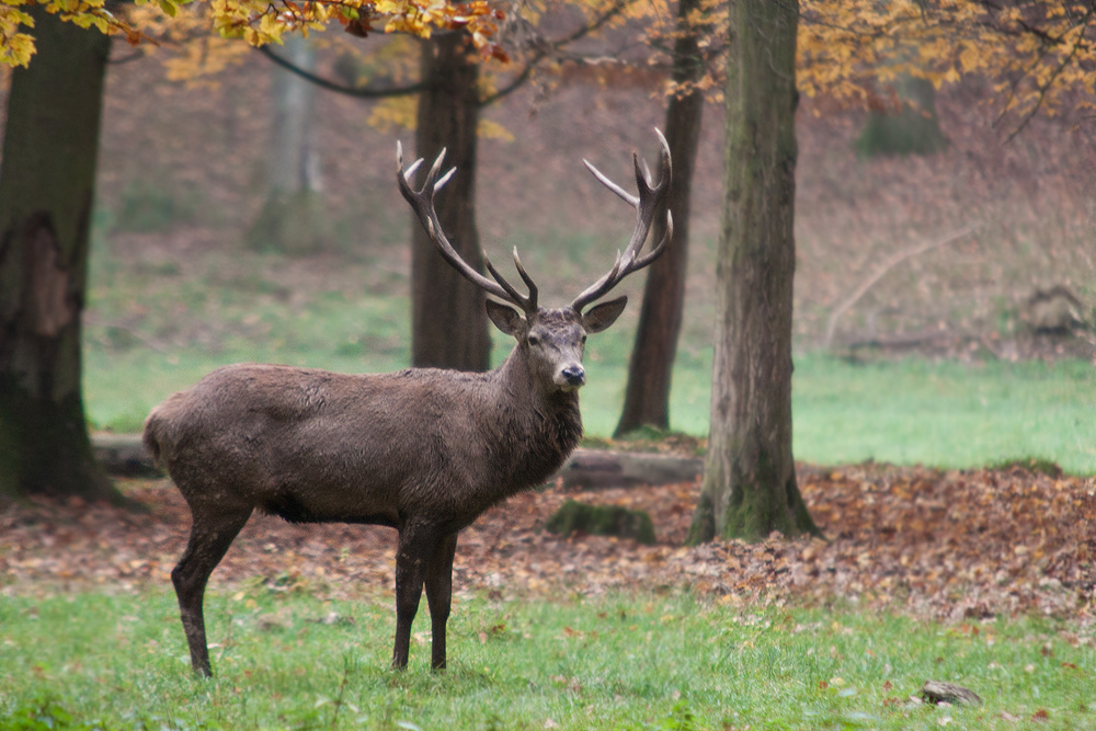 Der Hirsch.... Foto & Bild | tiere, zoo, wildpark & falknerei ...