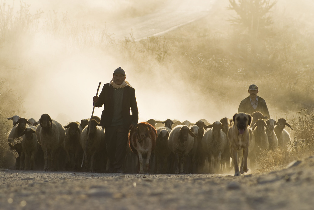 {Herde
52} Der Hirte und die Herde Foto & Bild | europe, asian turkey, turkey ... | {Herde
52}