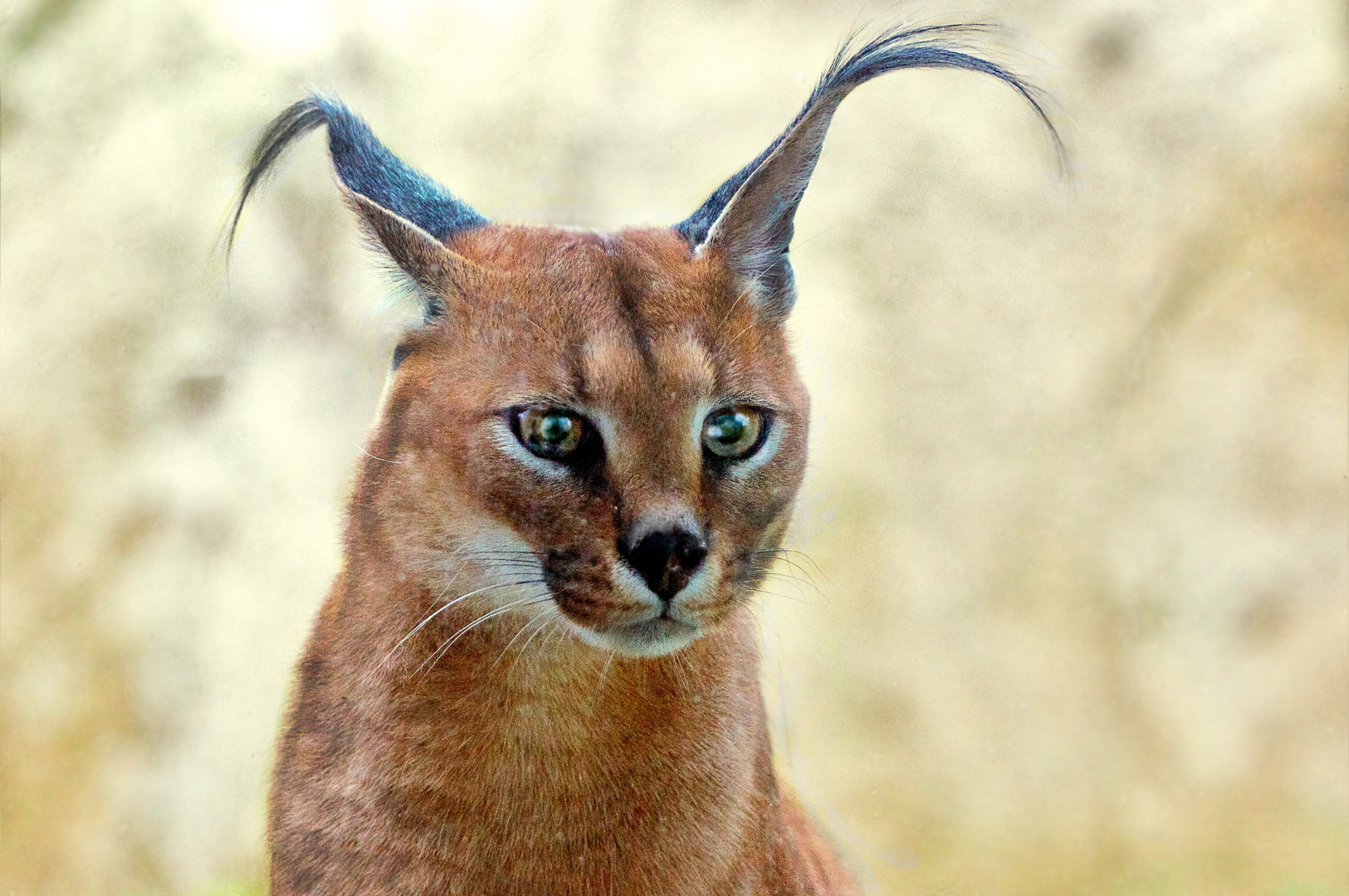 Der Karakal und ich... Foto & Bild tiere, zoo, wildpark & falknerei