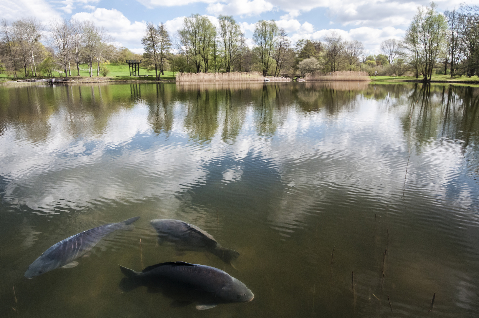 Der Karpfenteich Foto & Bild landschaft, bach, fluss & see, see