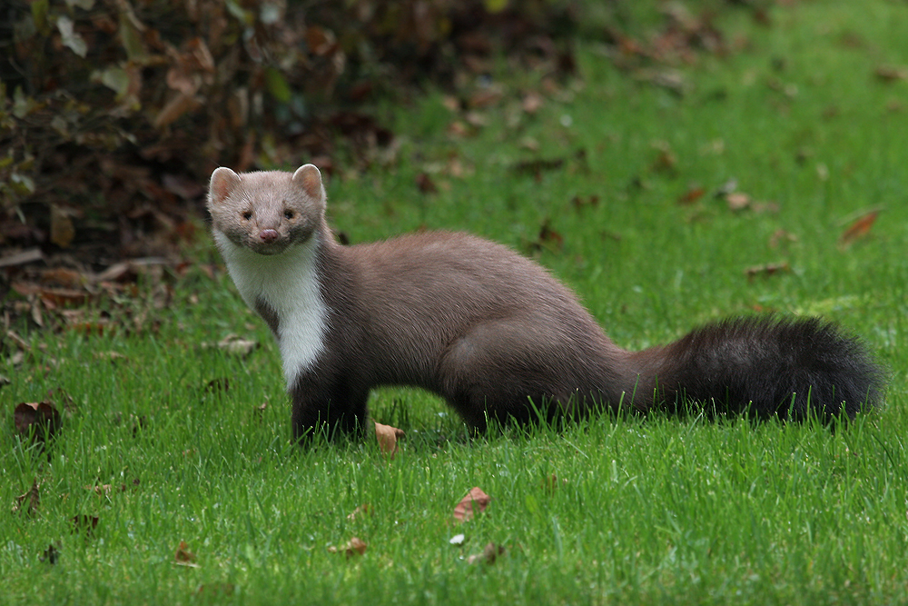 der Marder Foto & Bild tiere, wildlife, wildlife sonstige tiere