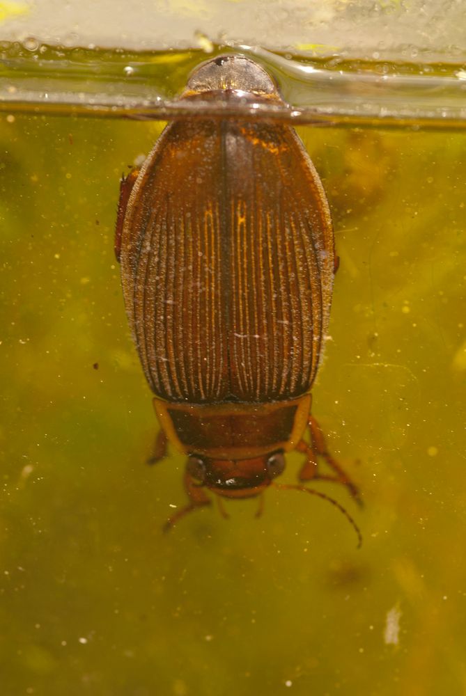 Der Räuber im Teich Weiblicher Gelbrandkäfer Foto & Bild tiere