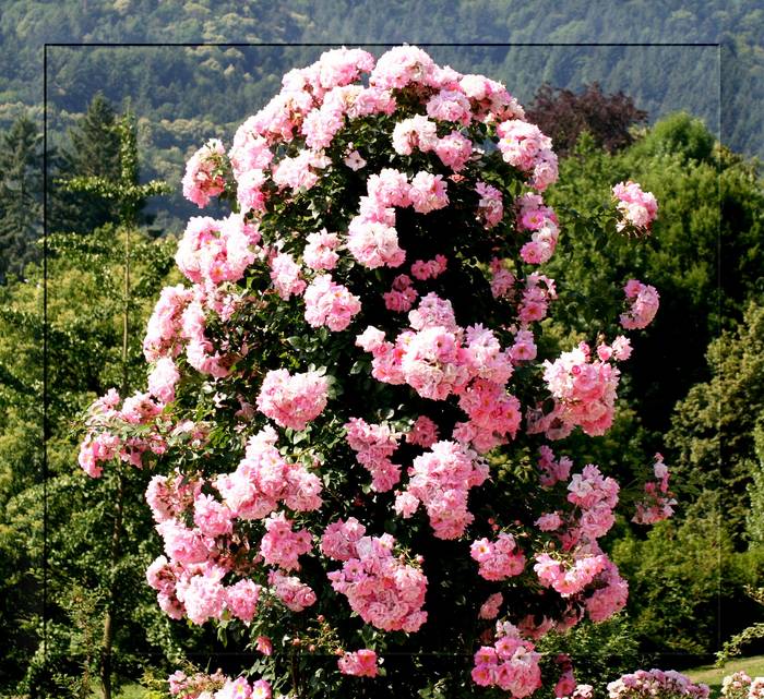 Der "Rosenbaum" Foto & Bild pflanzen, pilze & flechten, blüten