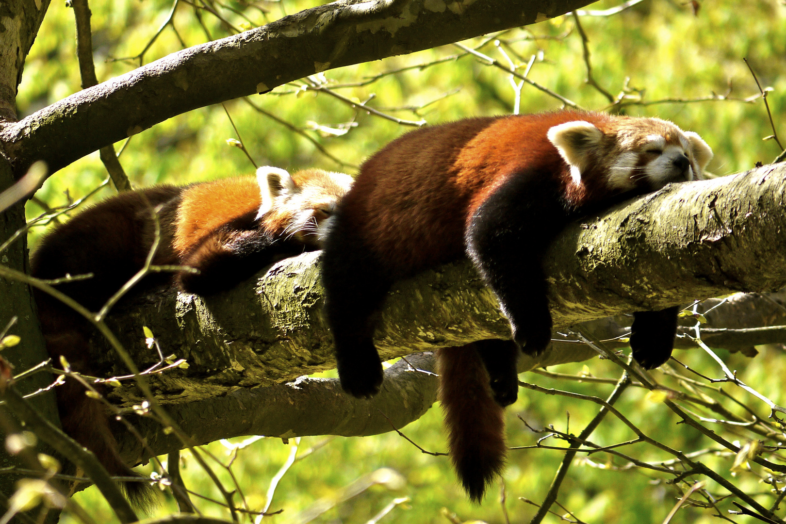der rote Panda Foto & Bild | tiere, zoo, wildpark & falknerei ...