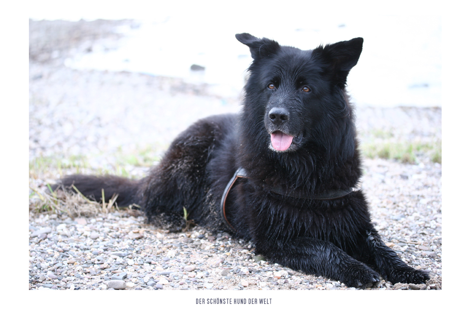 der schönste hund der welt Foto & Bild tiere, haustiere, hunde Bilder