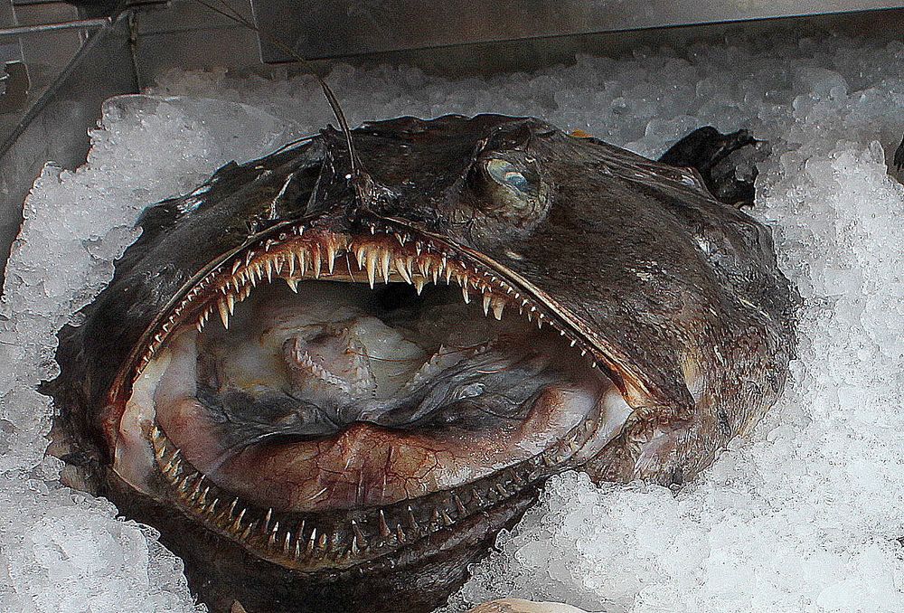 Der Seeteufel auf Eis Foto &amp; Bild | tiere, wildlife, fische Bilder auf ...