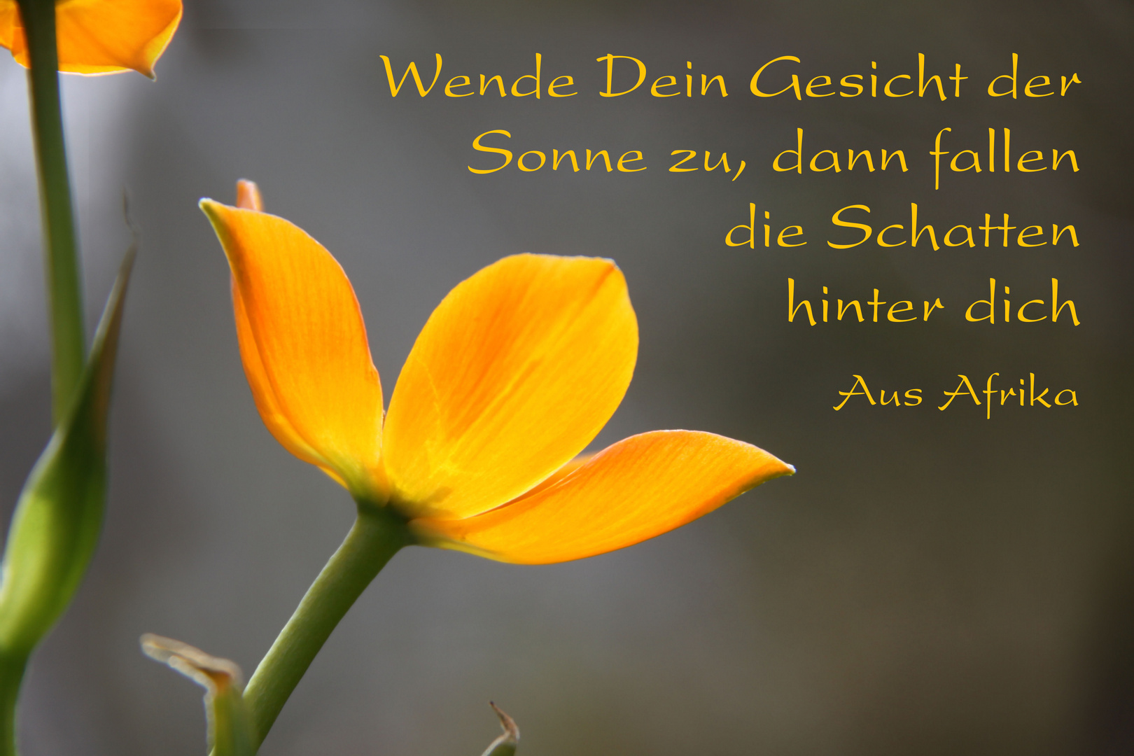 der Sonne zu Foto & Bild redensarten in bildern, specials, spezial