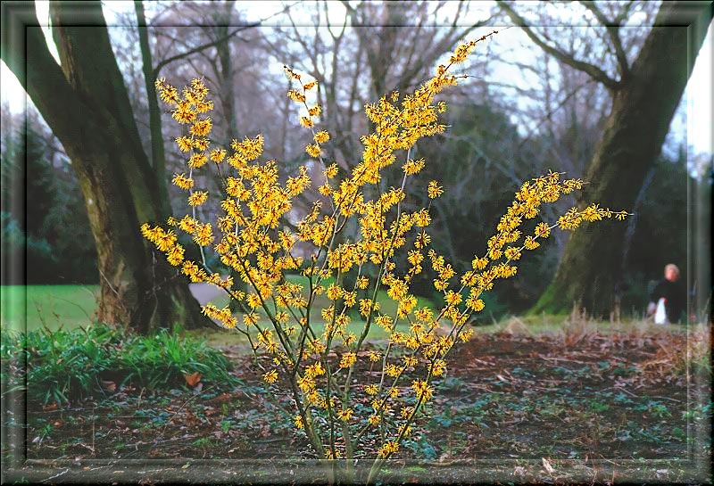 der strauch der zaubernuss Foto & Bild flowers and plants Bilder auf