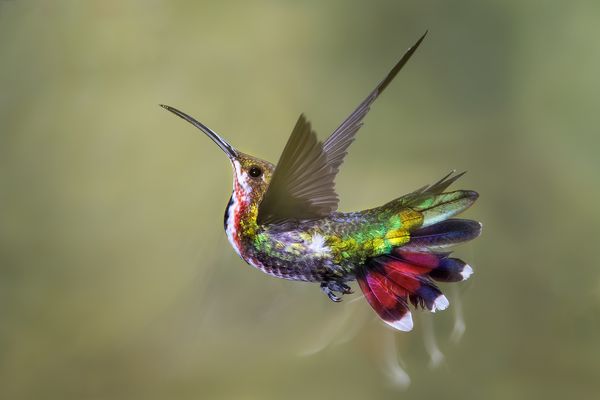 Kolibris Fotos & Bilder auf fotocommunity