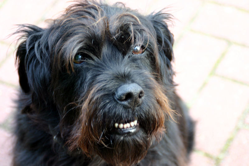 Der Überbiss Foto & Bild tiere, haustiere, hunde Bilder auf