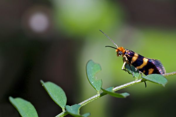 Der Urfalter*: Mondanbeter aus einer anderen Welt! - Micropteryx: papillon primitif...