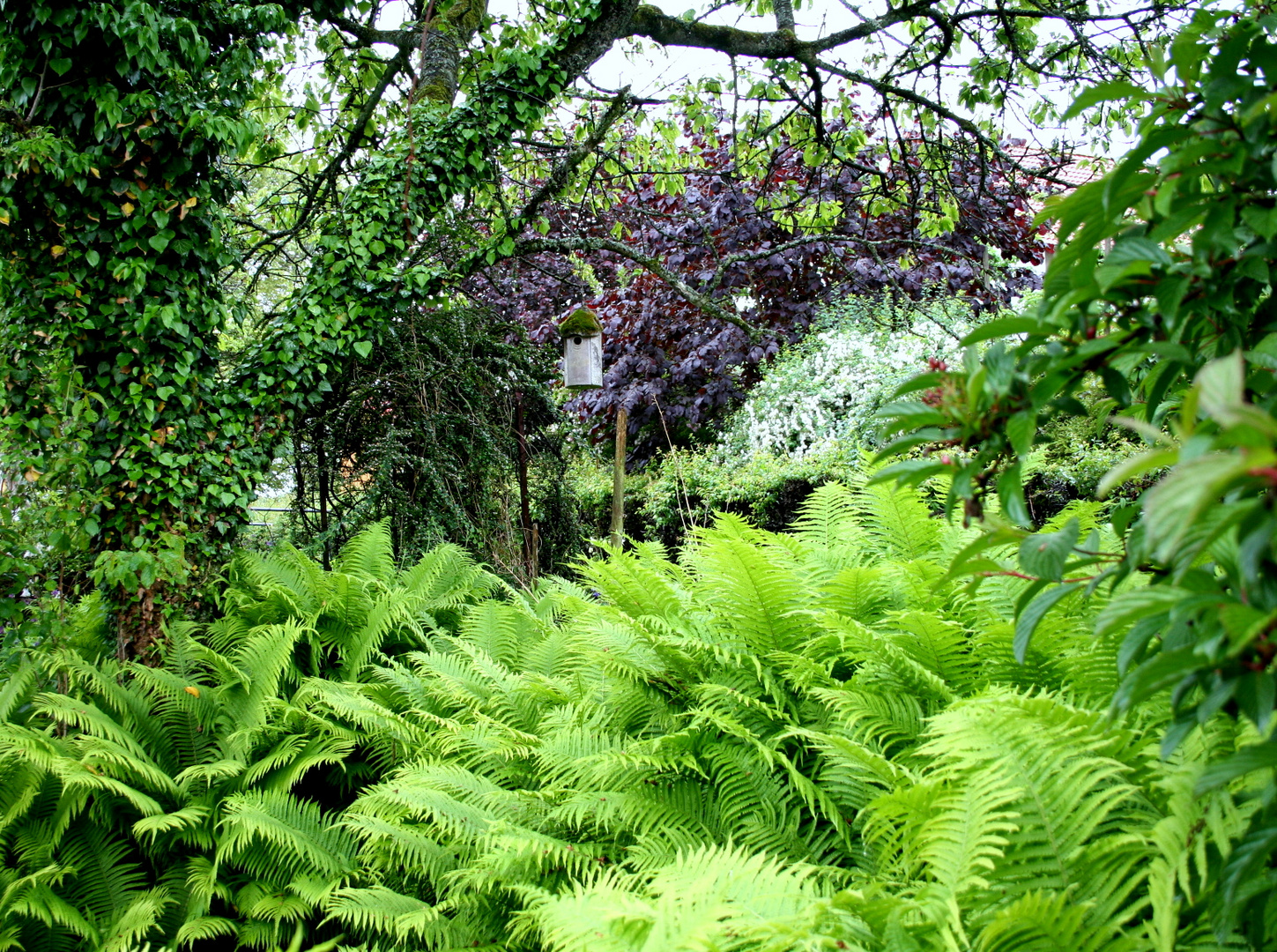 Der verwunschene Garten Vogelhaus Foto & Bild natur