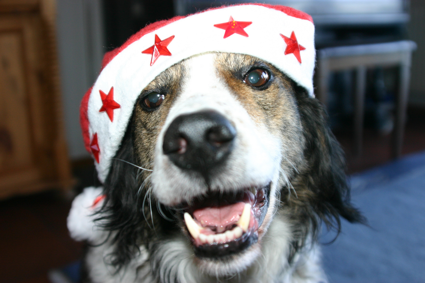 Der Weihnachtshund Der Weihnachtshund