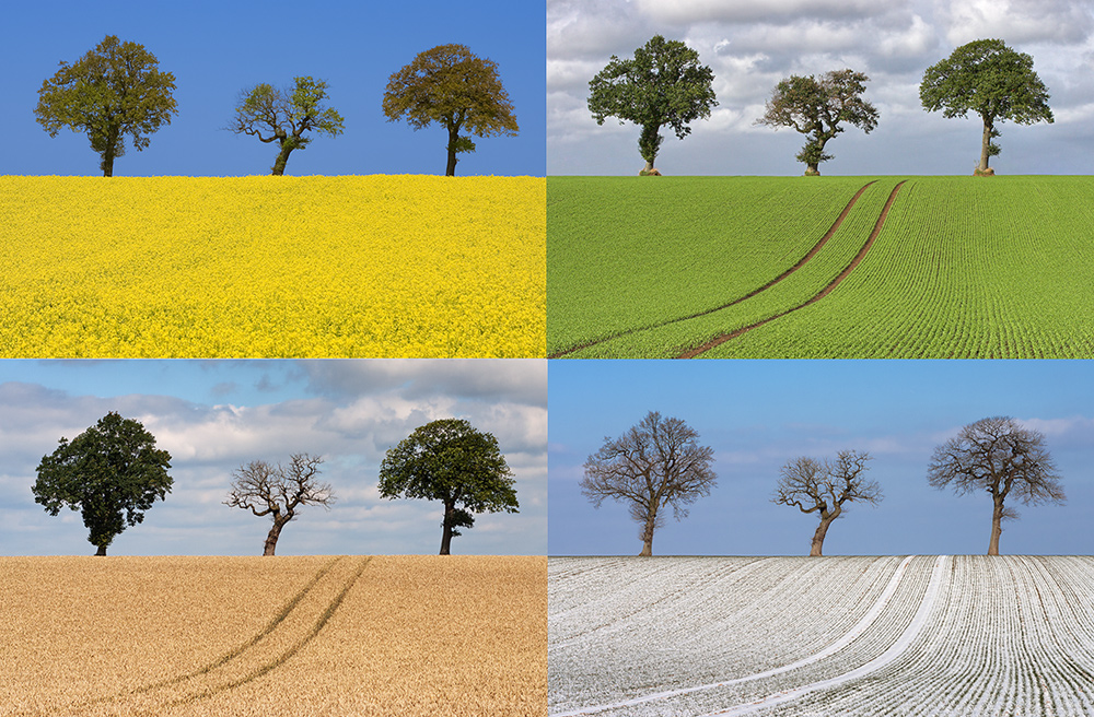 Die 4 Jahreszeiten Foto & Bild jahreszeiten, natur, baum