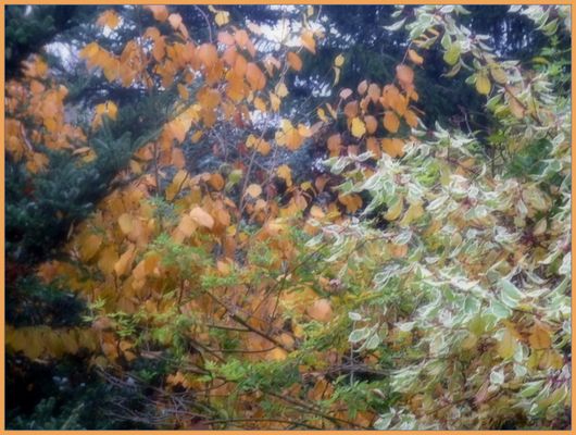 heidek Fotos& Bilder Fotografin aus Ostfriesland, Deutschland fotocommunity ~ Blätter Von Sukkulenten Fallen Ab heidek Fotos& Bilder Fotografin aus Ostfriesland, Deutschland fotocommunity ~ 01120309_Blätter Von Sukkulenten Fallen Ab