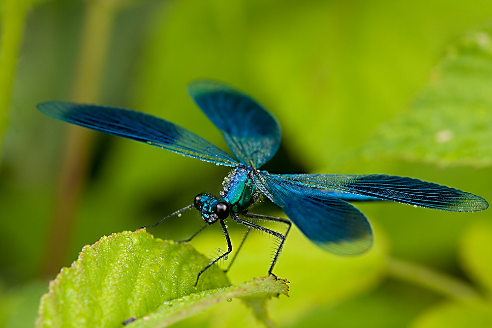 DIE BLAUE PRACHTFLÜGELLIBELLE Foto & Bild tiere, wildlife, libellen