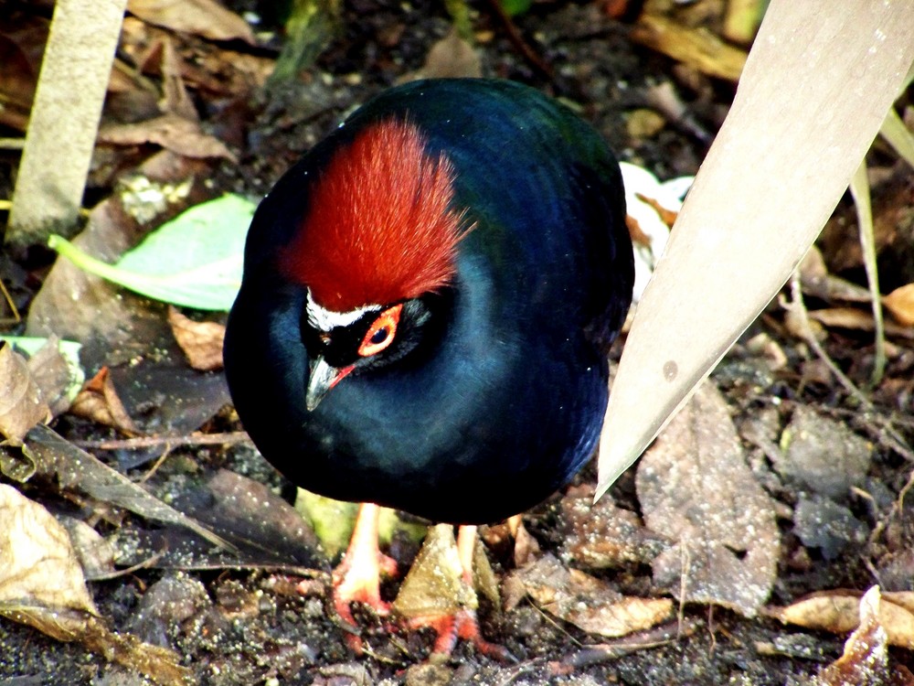 Die Chinesischen Wachtel Foto & Bild | Natur, Vögel, Zoo, Wildpark